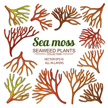 sea moss set