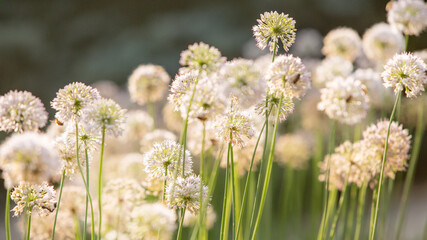 Natural background with wild flowers