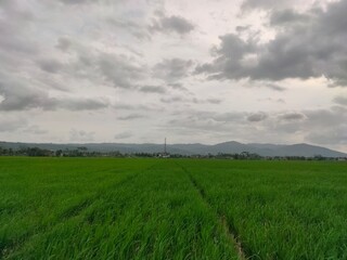 Rice fields and cloud