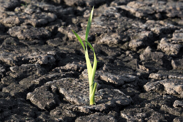Lonely green sprout in dry cracked ground. Green plant growing through cracks in the ground, nature fighting the heat. Drought, cracked ground. Symbol of weather and climate changes