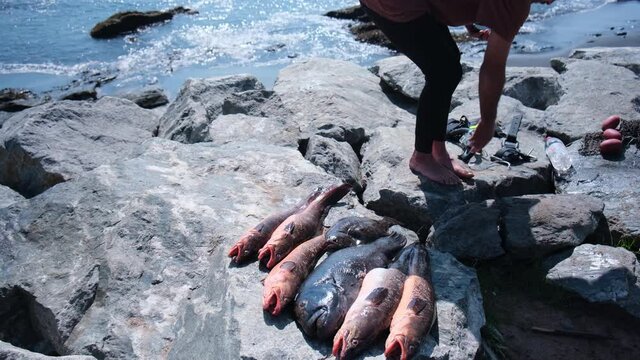 fish hunted in spearfishing sea food on the coast of chile maule region palaya de duao on sunny day chinguillo dive diver sport outdoor extreme nature wild life colorado conger