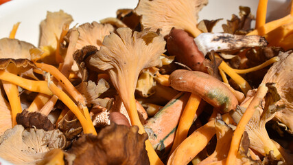 Pilzmischung aus dem Wald, Reizker, Kraterellen, Schmierling für Pilzgericht, essbare Pilze in Herbstfarben in Schüssel, Herbstgericht	
