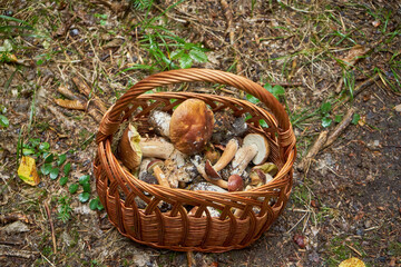 Fototapeta kosz grzybów na leśnej drodze , grzybiarz ,grzybobranie ,grzyby  obraz