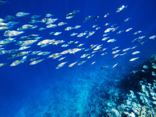 Fototapeta na wymiar Carall reef of the red sea. Egypt