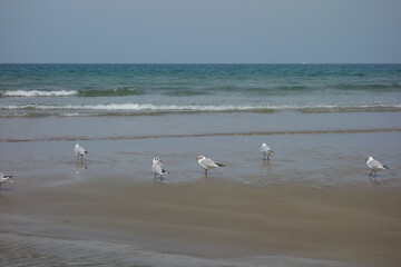 MOUETTES AU SOL - BORD DE MER