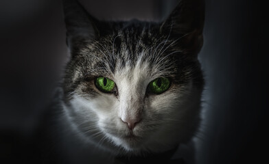 Katze mit Grünen Augen