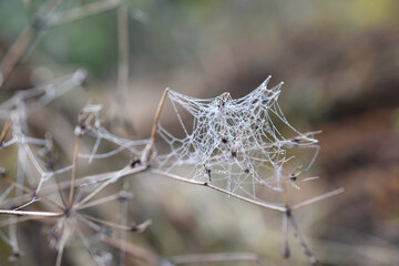 Altweibersommer, spinnennetz mit Tautropfen am Herbstmogen, herbstliche Stimmung im Garten, das...