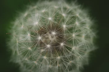 Outdoor kussens dandelion seed head © Tatiana