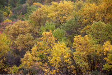 Fototapeta premium Group of trees turning color in Autumn.