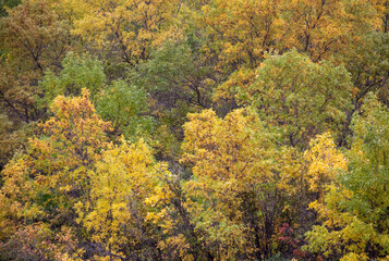 Fototapeta premium Group of trees turning color in Autumn.