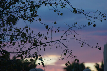 Selective focus shot of leaves on the branch of a tree with an indigo sky background
