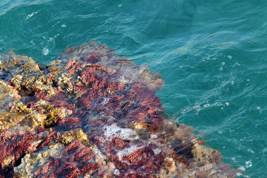 Rock covered with red algae and azure water on a beach. Coast of Mediterranean sea