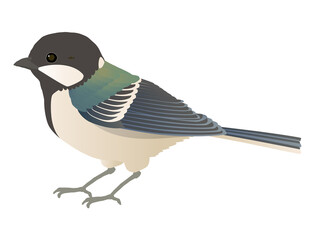 かわいい野鳥シジュウカラのベクターイラスト

