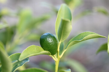 Kumquat | Kumquat