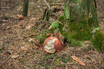 grzyb , koźlarz  © Marcin Łazarczyk