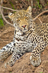 Leopard, Panthera pardus, Kruger National Park, South Africa, Africa