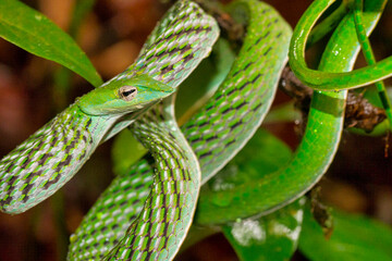 Green Vine Snake, Long-nosed Whip Snake, Ahaetulla nasuta, Sinharaja National Park Rain Forest, World Heritage Site, UNESCO, Biosphere Reserve, National Wilderness Area, Sri Lanka, Asia
