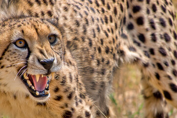 Cheetah, Acinonyx jubatus, South Africa, Africa