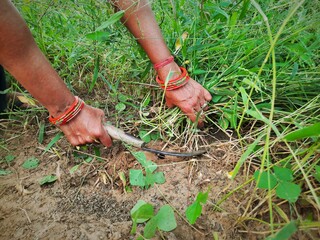 female farmer cutting grass in fields