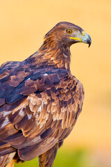 Golden Eagle, Aquila chrysaetos, Spanish Forest, Castile and Leon, Spain, Europe