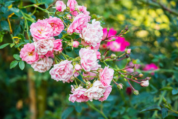 Fototapeta premium Beautiful pink roses flower in the garden