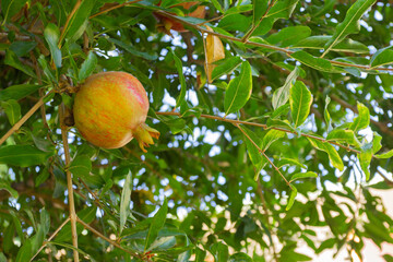 Pomegranate ripens on a tree in a farm garden
