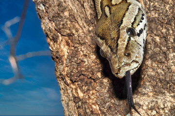 African Rock Python, Python natalensis, Chobe National Park, Botswana, Africa