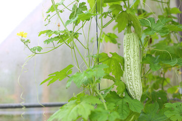 Thai home gardening - Chinese bitter gourd plant hang on rope with green leaves