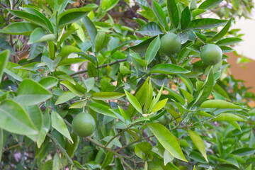 Green oranges on a tree in a farm garden.