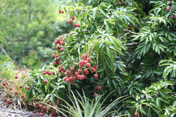 Fototapeta premium Litchi | Litchi