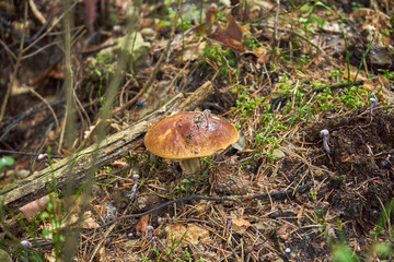 grzyb, prawdziwek  © Marcin Łazarczyk