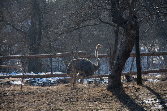 ostrich farm in Slatinita, Bistrita ROMANIA 2020
