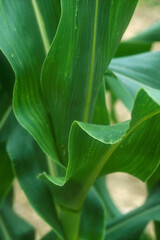 Fototapeta premium Corn | Maïs