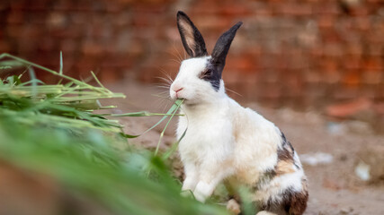 black and white rabbit on the ground look cute eating leafs