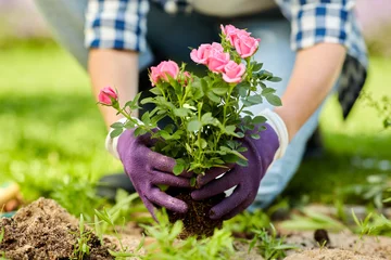 Selbstklebende Fototapeten gardening and people concept - woman planting rose flowers at summer garden © Syda Productions
