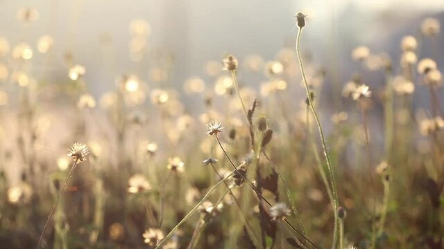 Natural meadow grass swayed by wind blow. The beautiful swaying grass field with golden light in afternooon