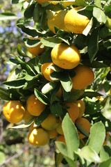 Mandarina | Mandarine