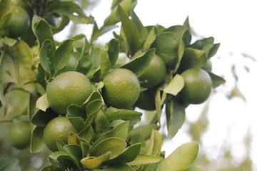 Mandarina | Mandarine