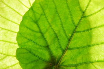 Green leaves, leaf vein closed up, 葉脈、葉、植物の葉のクリーズアップ
