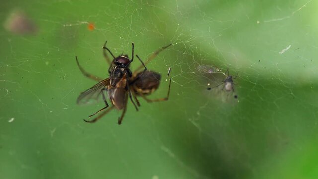 Cought in the spider's trap