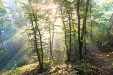 Fototapeta na wymiar Bright sun rays through trees in green spring forest. Landscape of forest in early morning. Natural nature. Scenery woodland with sunshine. View on green forest in backlight Nature background concept