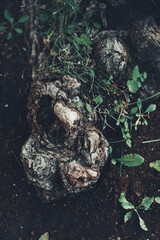 Enormous tree with roots hanging out, natural backgrounds,magic forest and trees, roots and branches