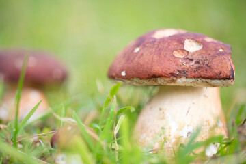 Hongo blanco (Boletus edulis)