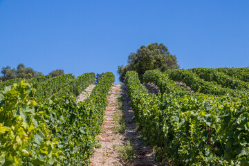 Fototapeta na wymiar Vineyard in Portugal
