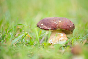 Hongo blanco (Boletus edulis)