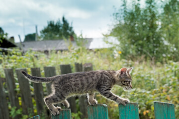 inquisitive gray tabby kitten learns to walk on the fence