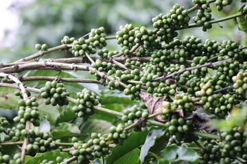 Robusta Coffee plant with bunches of unripe coffee beans in branches on nature background