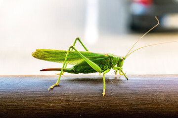 Grasshopper, insects