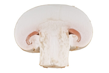 Fototapeta premium mushroom mushroom on white background