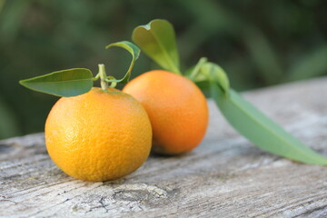 Mandarina | Mandarine